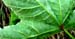 Lady Finger planting 30a